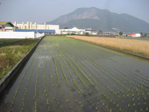 田植え時期！